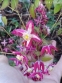 Горянка червона (Epimedium x rubrum) - 5