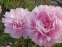 Півонія "Марієтта Сіссон" (Paeonia "Marietta Sisson") - 6