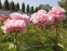 Півонія "Марієтта Сіссон" (Paeonia "Marietta Sisson") - 5