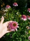 Ехінацея пурпурова "Раззматазз" (Echinacea purpurea "Razzmatazz") - 4