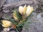 Крокус золотистий "Романс" (Crocus chrysanthus "Romance") - 2