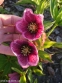 Чемерник гібридний "Харвінгтон Пінк Спеклед" (Helleborus x hybridus "Harvington Pink Speckled") - 1