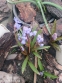 Проліски двулисті (Scilla bifolia) - 6