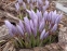 Крокус етруський "Цваненбург" (Crocus etruscus "Zwanenburg") - 12