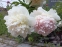 Півонія "Расберрі Сандей" (Paeonia "Raspberry Sundae") - 4