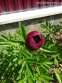 Півонія "Коммандо" (Paeonia "Commando") - 8