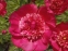 Півонія "Ніппон Перейд" (Paeonia "Nippon Parade") - 7