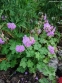 Герань кембріджська "Кембрідж" (Geranium cantabrigiense "Cambridge") - 1