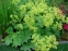 Манжетка м'яка (Alchemilla mollis) - 1