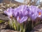 Крокус етруський "Цваненбург" (Crocus etruscus "Zwanenburg") - 6