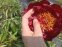 Півонія "Червоний Оксамит" (Paeonia "Chervonyi Oksamyt") - 5