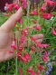 Пенстемон бородатий (Penstemon barbatus) - 3