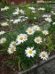 Королиця "Аляска" (Leucanthemum x superbum "Alaska") - 5