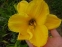 Лілійник "Геліос" (Hemerocallis "Helios") - 4