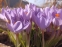 Крокус етруський "Цваненбург" (Crocus etruscus "Zwanenburg") - 8