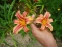 Лілійник "Рібонетт" (Hemerocallis "Ribbonette") - 3