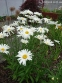 Королиця "Аляска" (Leucanthemum x superbum "Alaska") - 2