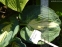 Хоста "Дрім Квін" (Hosta "Dream Quee") - 6