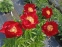 Півонія "Зе Макіно Гранд" (Paeonia "The Mackinac Grand") - 2
