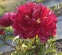 Півонія "Гаррі Л. Сміт" (Paeonia "Harry L. Smith") - 5