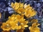 Крокус золотистий "Дороті" (Crocus chrysanthus "Dorothy") - 2