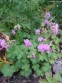 Герань кембріджська "Кембрідж" (Geranium cantabrigiense "Cambridge") - 3