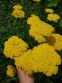 Деревій таволговий "Коронатіон Голд" (Achillea filipendulina "Coronation Gold") - 1