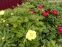 Півонія "Еллен Коулі" (Paeonia "Ellen Cowley") - 4