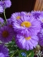 Злинка гарна "Домінатор" (Erigeron speciosus х hybridus "Dominator") - 1
