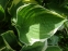 Хоста "Вероніка Лейк" (Hosta "Veronica Lake") - 6