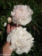 Півонія "Марілла Бьюті" (Paeonia "Marilla Beauty") - 5