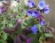 Медунка м'яка (Pulmonaria mollis) - 1
