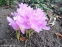 Пізньоцвіт "Розі Доун" (Colchicum "Rosy Dawn") - 2