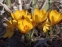 Крокус золотистий "Геральд" (Crocus chrysanthus "Herald") - 3