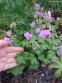 Герань кембріджська "Кембрідж" (Geranium cantabrigiense "Cambridge") - 2