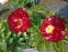 Півонія "Лі" (Paeonia "Lee") - 3