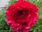 Півонія "Генрі Бокстос" (Paeonia "Henry Bockstoce") - 7