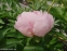 Півонія "Пінк Вангард" (Paeonia "Pink Vanguard") - 3
