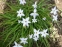 Іфейон одноквітковий "Віслі Блю" (Ipheion uniflorum "Wisley Blue") - 5