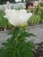 Півонія "Айворі Вайт Сосер" (Paeonia "Ivory White Saucer") - 5