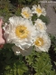 Півонія "Блашінг Прінцесс" (Paeonia "Blushing Princess") - 1