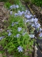 Флокс розчепірений блакитний (Phlox divaricata blue) - 1