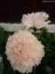 Півонія "Саммер Глоу" (Paeonia "Summer Glow") - 6