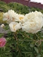Півонія "КімСю" (Paeonia "KimSue") - 4