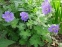 Герань Ренарда "Філіпп Вапель" (Geranium renardii "Philippe Vapelle") - 2