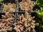 Очиток густолистий "Опелайн" (Sedum dasyphyllum "Opaline") - 1