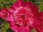 Півонія "Ніппон Перейд" (Paeonia "Nippon Parade") - 5