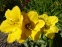 Лілійник "Геліос" (Hemerocallis "Helios") - 2