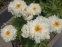 Півонія "Петіт Порселейн" (Paeonia "Petite Porcelain") - 3
