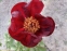 Півонія "Чоклет Солдже" (Paeonia "Chocolate Soldier") - 3